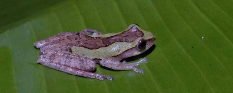 越南棱皮树蛙的特点（印支棱皮树蛙）