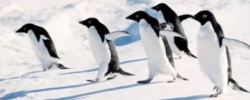 企鹅的特点 企鹅的特点有哪些
