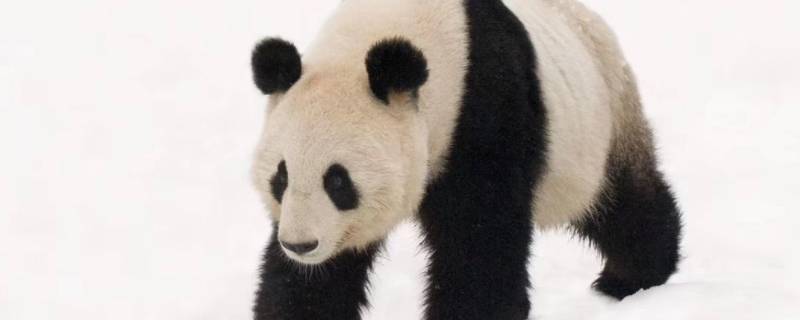一只熊猫大约有多重 一个熊猫多重