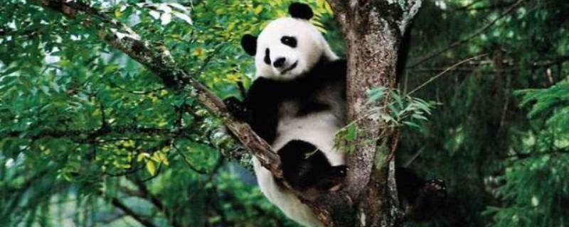 大熊猫一般吃什么 大熊猫吃什么