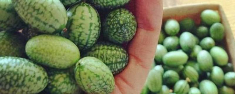 拇指西瓜怎么吃 拇指西瓜怎么吃带皮吃吗