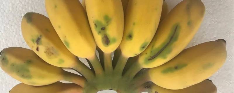 短胖的香蕉是什么品种 矮胖香蕉是什么品种