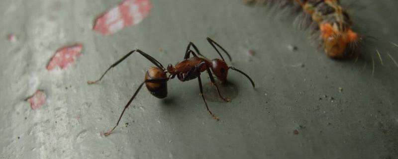弓背蚁的特点 弓背蚁又被称为什么
