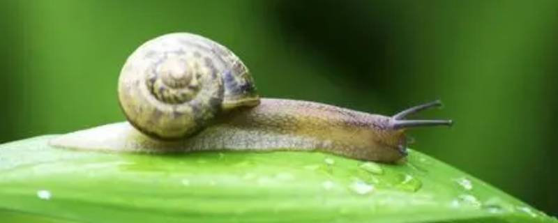 蜗牛吃啥 宠物蜗牛吃啥
