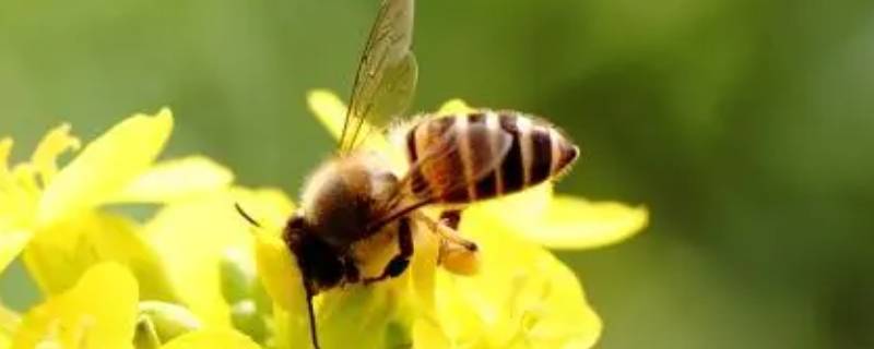 蜜蜂最怕什么味道会跑（野蜜蜂最怕什么气味）