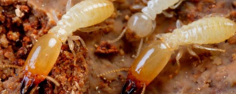 家里有了白蚁如何处理 家里有白蚁怎么处理?注意事项