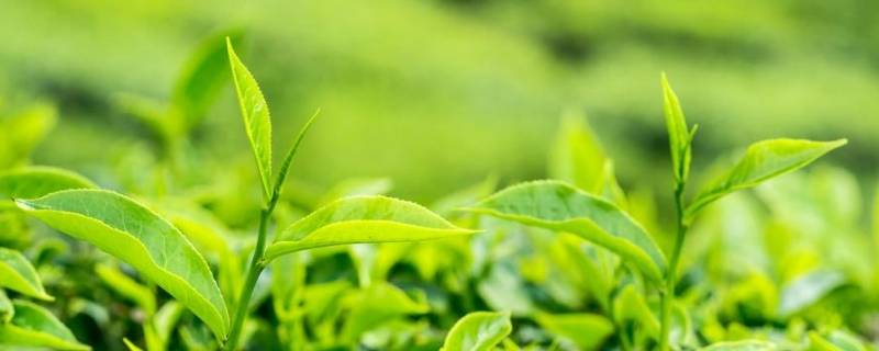 茶叶中的生物碱的主要成分是什么 茶叶中的生物碱主要有什么