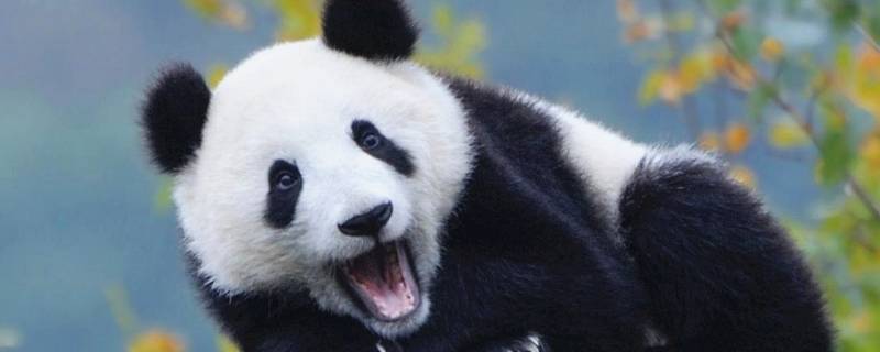 大熊猫的吃食有哪些 大熊猫的吃的食物有哪些