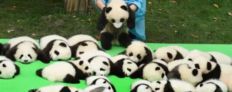 大熊猫一共有几种品种（大熊猫有哪几种）