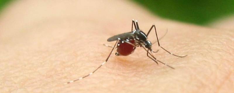 农村蚊子多怎么可以驱蚊方法 农村如何驱蚊