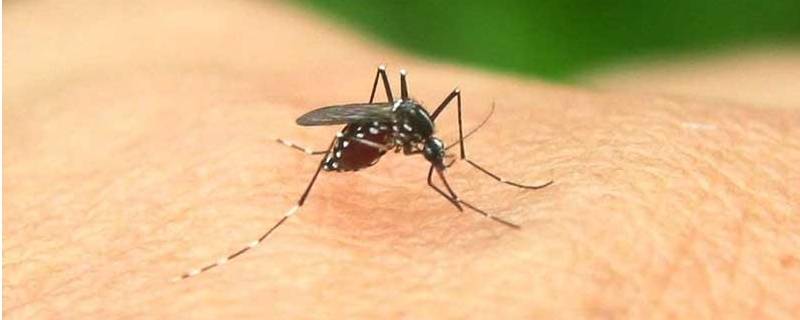 什么可以驱蚊 什么可以驱蚊子还对人体无害