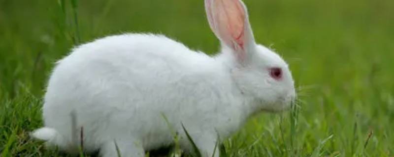 白兔的特点 怎么形容小白兔的特点