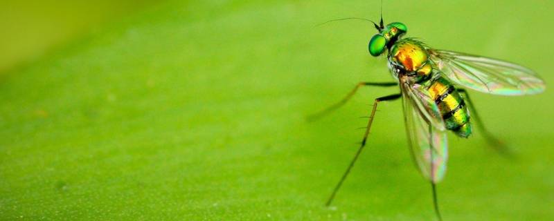 为什么家里会出现绿色的苍蝇 为什么家里会出现绿色的苍蝇都躺地上