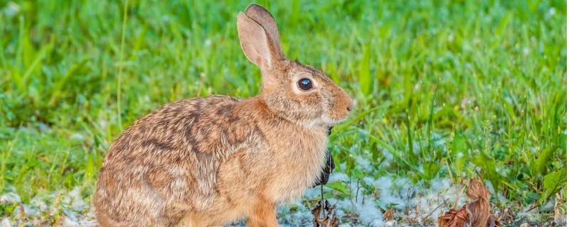 棉尾兔的特点 棉尾兔为什么叫棉尾兔
