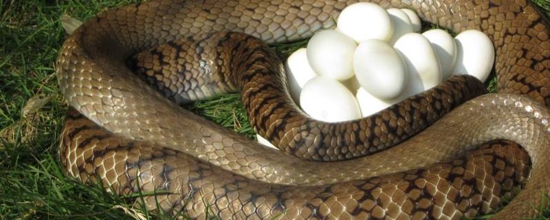 如何辨别蛇蛋 如何辨别蛇蛋和野鸡蛋
