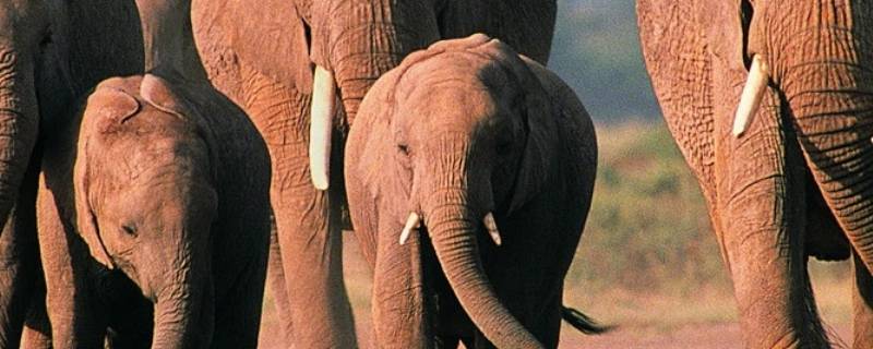 大象象征着什么 大象象征着什么意义(寓意