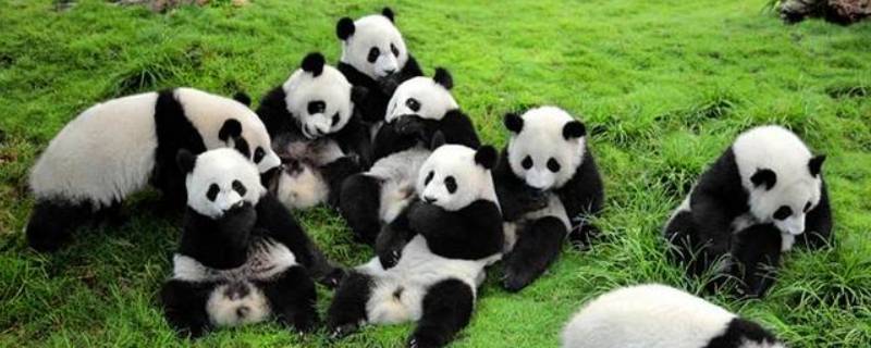 大熊猫一般生活在什么地方（大熊猫一般生活在什么地方或什么环境中）