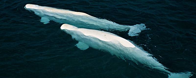 白鲸的特点 白鲸的特点是什么