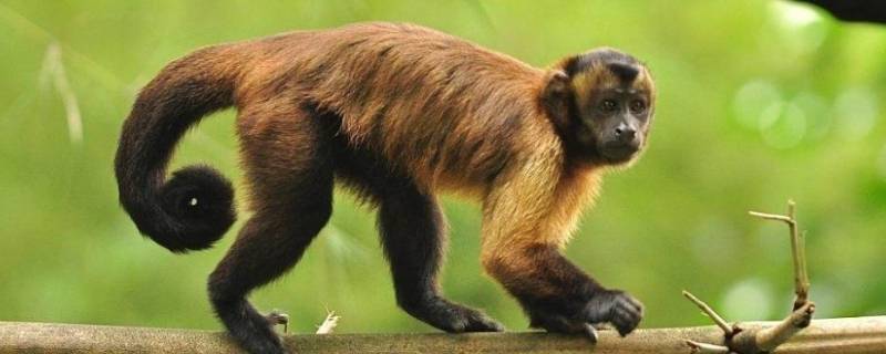 巴西卷尾猴的特点 南美卷尾猴