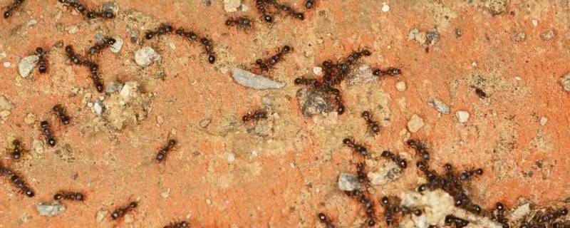 蚂蚁多是什么原因 床上蚂蚁多是什么原因