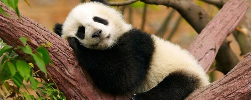 大熊猫除了吃竹子还吃什么 大熊猫除了吃竹子还吃什么食物解说