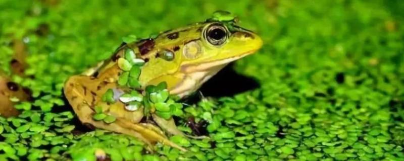 青蛙的特点 青蛙的特点和生活特征和外形