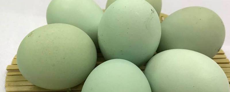 绿皮鸡蛋是什么品种鸡（绿皮鸡蛋是什么品种鸡公鸡长几斤）