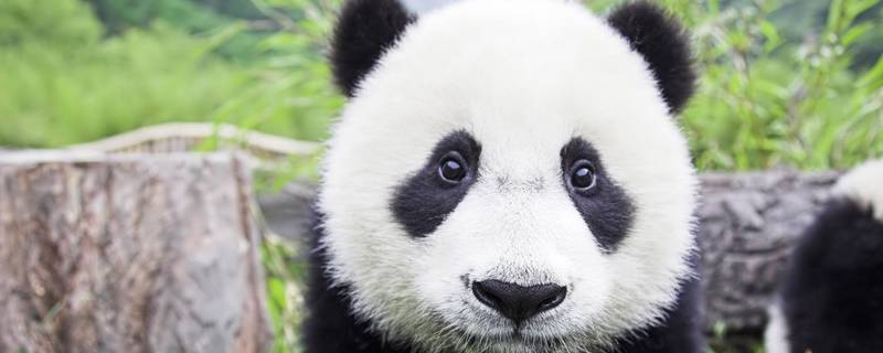 熊猫的名字有哪些 中国大熊猫的名字有哪些
