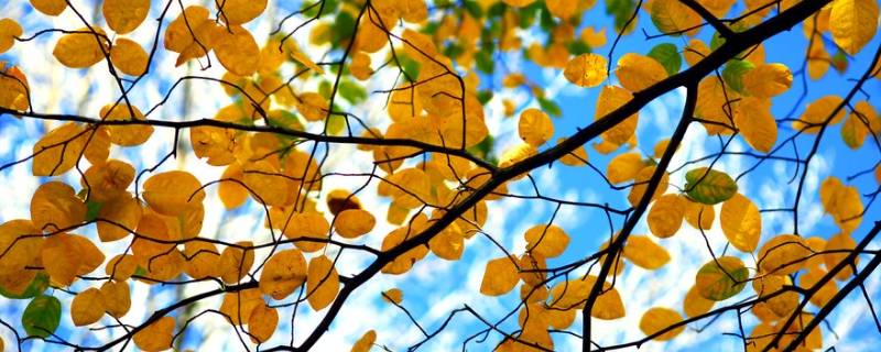 秋天树叶为什么变黄了 秋天的树叶为何变黄