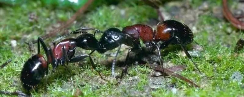 蚂蚁的本能有哪些（红蚂蚁的本能有哪些）