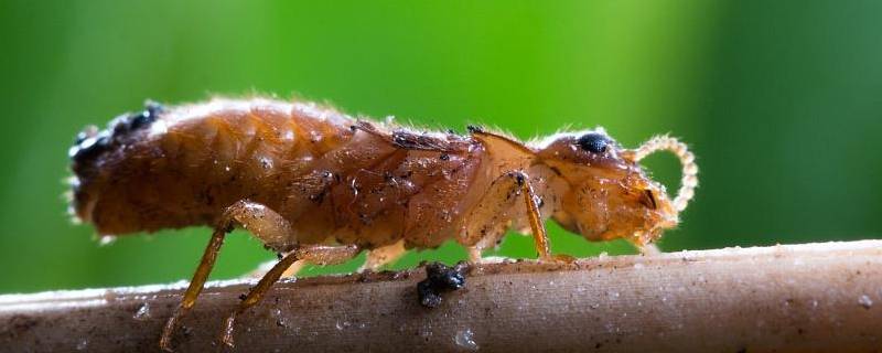 如何消灭大水蚁（消灭大水蚁简单有效方法）