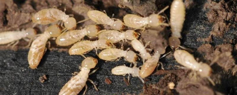 白蚁一般在几月份没有了 白蚁通常会在几月出现