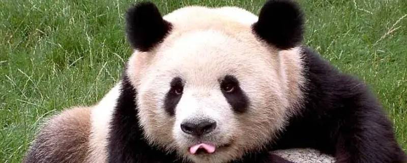 大熊猫有哪三个特点 大熊猫的四大特点