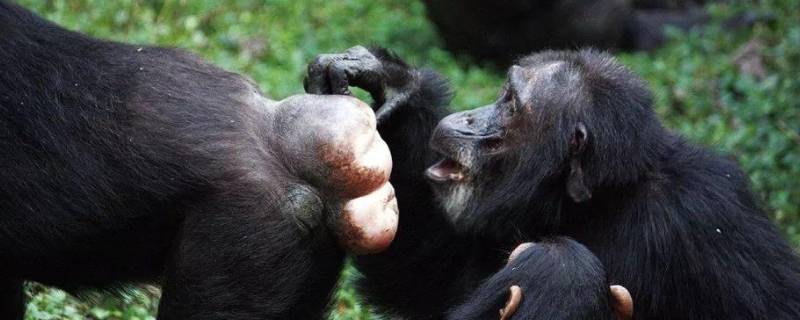 黑猩猩的特点 黑猩猩的特点是作文