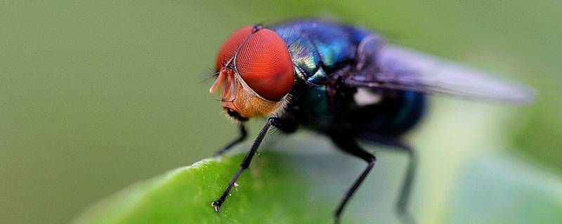 苍蝇的特点 苍蝇的特点和生活特征