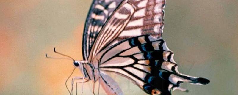 凤蝶的特点 凤蝶常见种类