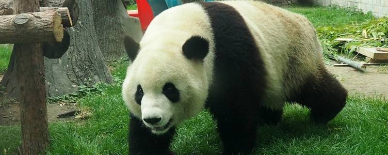 关于大熊猫的习性（关于大熊猫的特点）