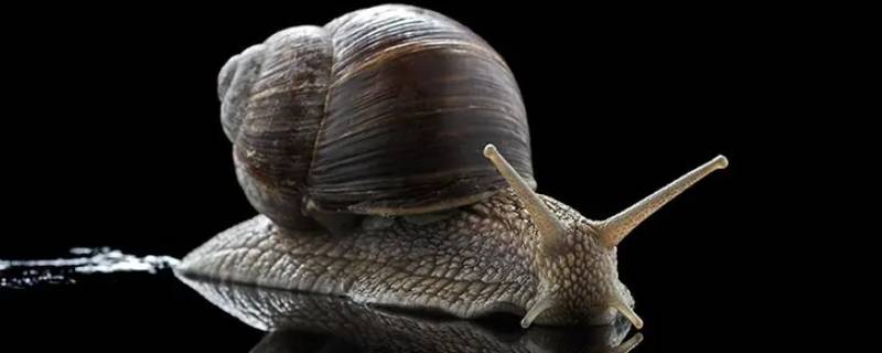 蜗牛的壳怎么来的（蜗牛的壳是怎么来的?）