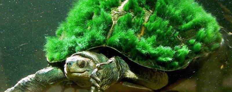 绿毛龟的特点 绿毛龟的特点是什么
