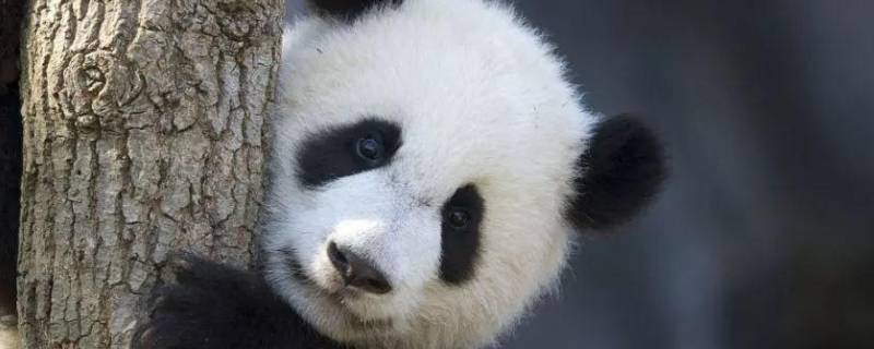 国宝大熊猫有什么特点和本领 国宝大熊猫的三个特点