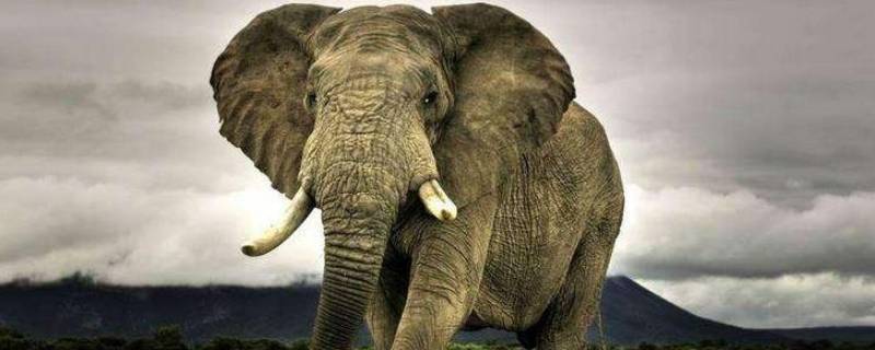 大象是叫一只还是一头（大象叫一头还是叫一只）