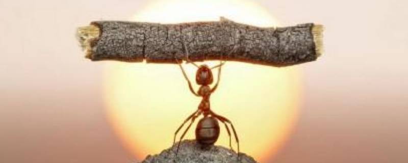 蚂蚁怕水吗（蚂蚁怕水吗日记200字左右）