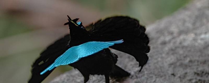 蓝极乐鸟的特点 极乐鸟有什么特点