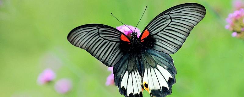 美凤蝶的特点 常见的凤蝶