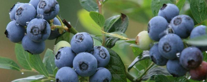 蓝莓需要放冰箱吗（蓝莓放冰箱吗?）