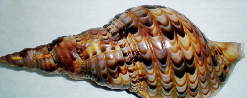 凤尾螺是不是保护动物 凤尾螺是保护动物吗
