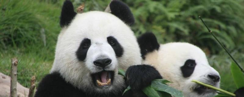 大熊猫只吃竹子吗 国宝大熊猫只吃竹子吗