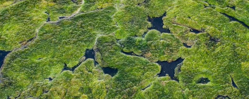 水里的绿藻怎么去除 绿藻如何清除