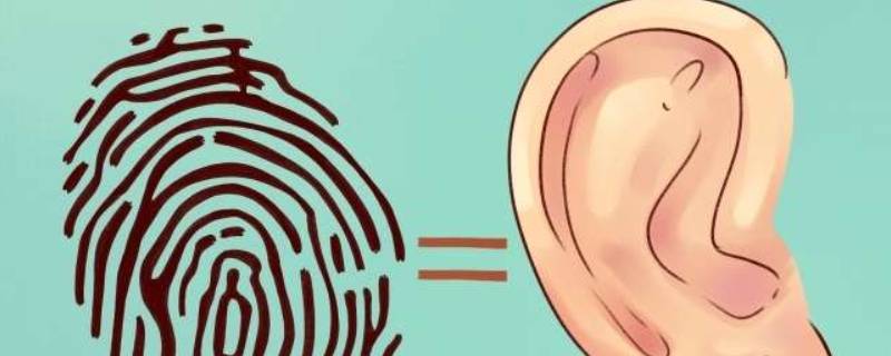 耳朵的本领有哪些 耳朵的本领有哪些图片