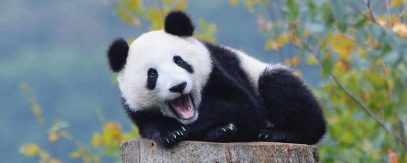 大熊猫的类别有哪些 大熊猫的类别有哪些视频视频